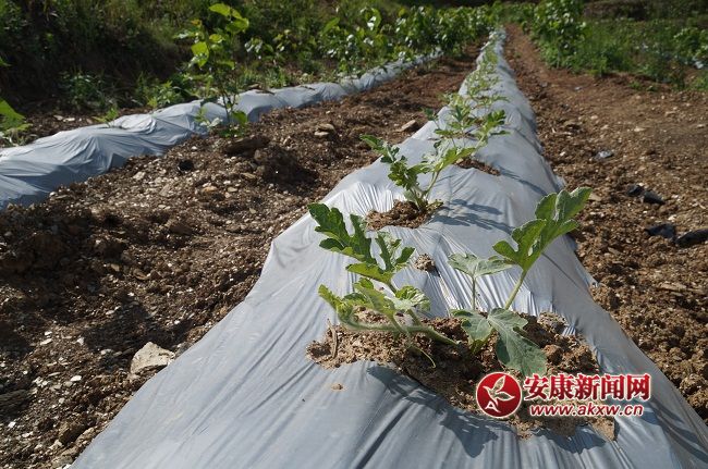 ��һ������L(zh��ng)��(sh��)ϲ�ˣ��Y���ֽ�B���@��һ�N�� �����۵ă�(y��u)�|(zh��)����Ʒ�N��Ŀǰ�Ј�(ch��ng)ϡȱ���ۃr(ji��)����(hu��)������ͨƷ�N������.JPG