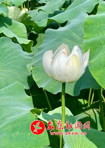 �{����С ΢�ňDƬ_20180723112539.jpg