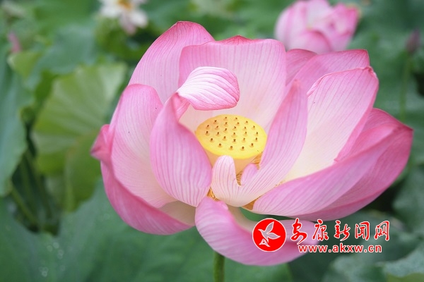 ǧ���ɻ�����`��