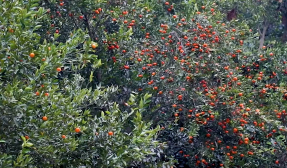 ���(y��ng)�������S�� ���r(n��ng)����