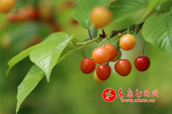 Ѯ�(y��ng)Ѧ�Ҟ������Ҽt��