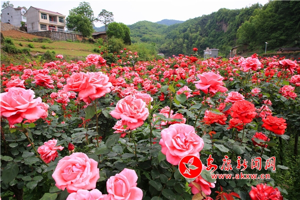 �h�I�����{(l��n)ˮ�̻����G