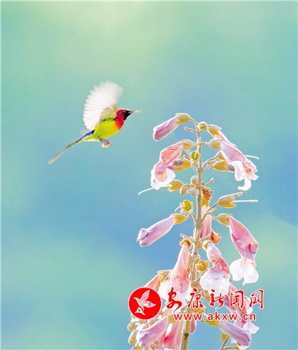 �؎X̫�(y��ng)�B(ni��o)