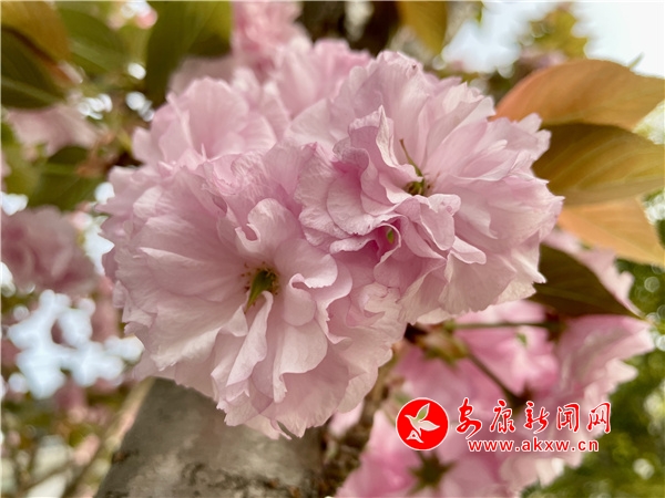 Ѯ��н�կ�(zh��n)���ѻ��N���M֦�^