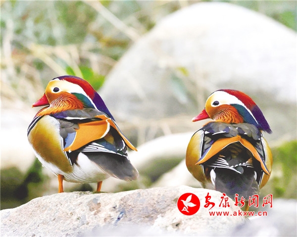 ���Ӳ�����x��