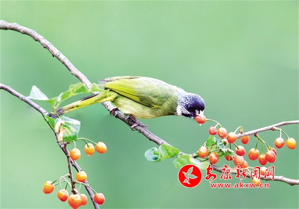 ���;���̤��ȥ �G��t�ꊙ����(l��i)