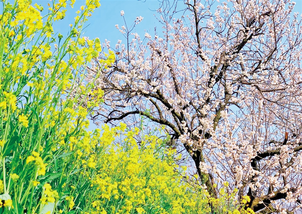 ��ɫ����