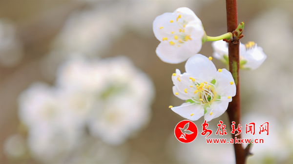 ������ѩӭ�́�