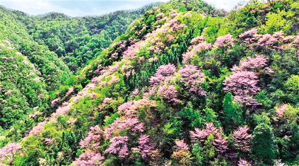 ���஀Ұ�������G��ɽʢ��