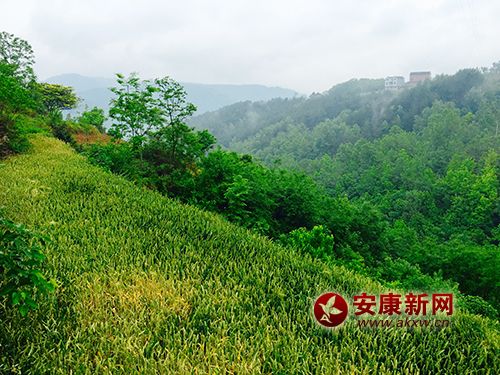 ɽ�l(xi��ng)����������