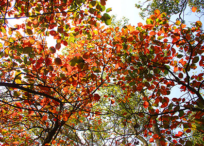 Ѯ�(y��ng)�ﾰ�L���Mɽ�k��