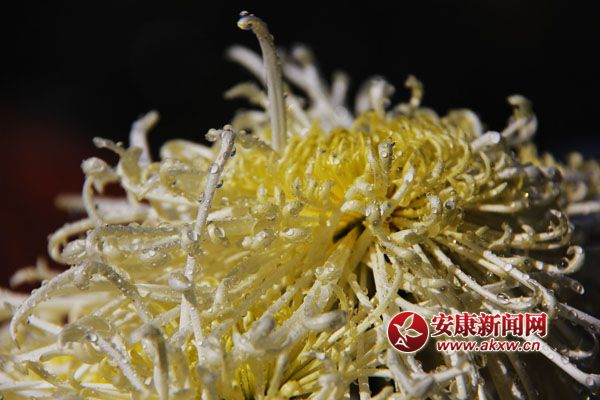 9���ջ���������ʢ�_(k��i)�����������������Ƣ������ӭ�L(f��ng)ŭ����׿Ȼ���������S�ٻ�ͬ�������c�ٻ���(zh��ng)�������c������(zh��ng)�s�����c�ĺɠ�(zh��ng)�G