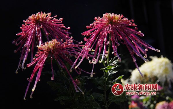 2���ջ���ʒɪ�����L�Џ�����׌���c����ļ���(ji��)���ˎ׷������͜�������ɫ�ջ��_�û��F�\�ء����涷�G��׌���p�Đ�Ŀ���ĕ�������