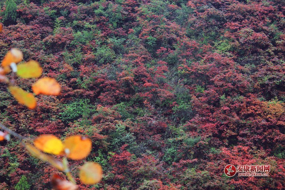 ��ꖼt�~�ּt��  ����׌������