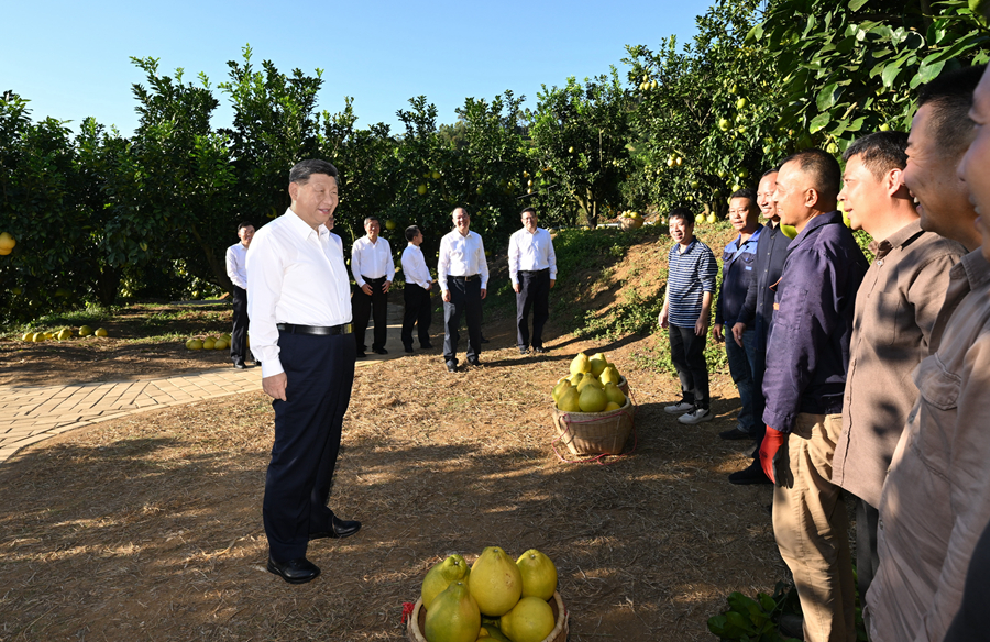 2025年11月7日，習(xí)近平總書記在梅州市梅縣區(qū)雁洋鎮(zhèn)南福金柚種植基地考察時(shí)，同果農(nóng)和農(nóng)技人員親切交流。